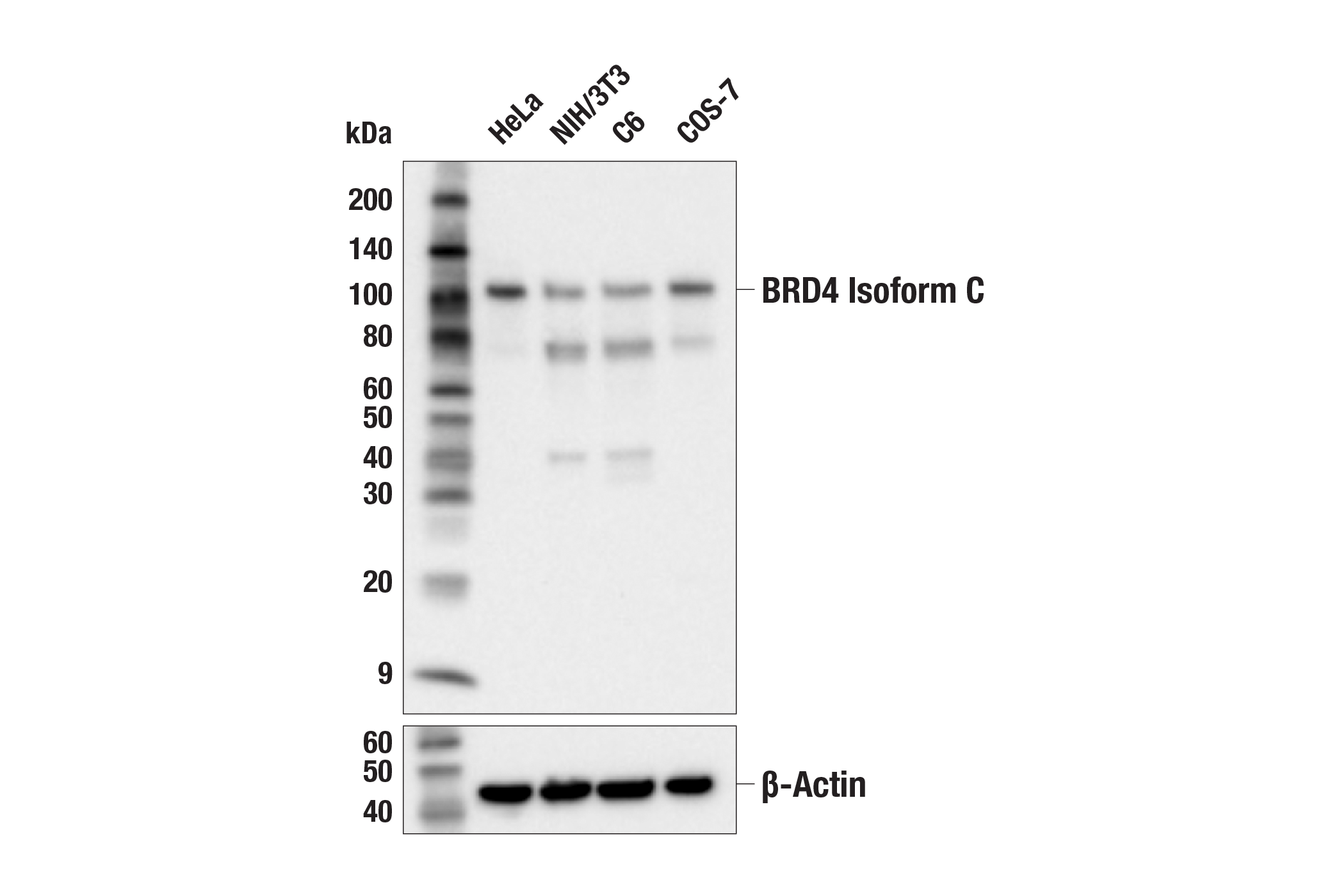 Western Blotting Image 1: BRD4 Isoform C (E1Q9N) Rabbit mAb