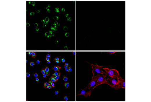 Immunofluorescence Image 5: ApoE (E7X2A) Rabbit mAb (BSA and Azide Free)