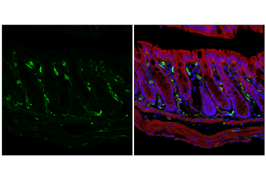 Immunofluorescence Image 4: ApoE (E7X2A) Rabbit mAb (BSA and Azide Free)