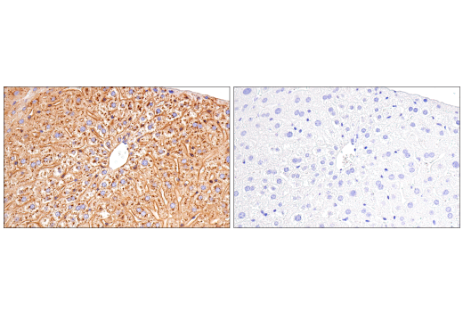 Immunohistochemistry Image 2: ApoE (E7X2A) Rabbit mAb (BSA and Azide Free)