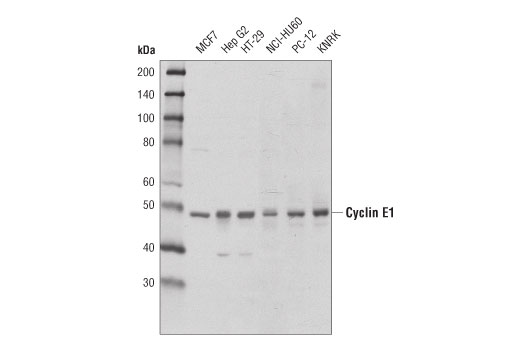  Image 4: Cell Cycle Phase Determination Antibody Sampler Kit