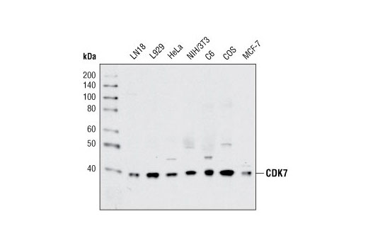 Western Blotting Image 1: CDK7 Antibody