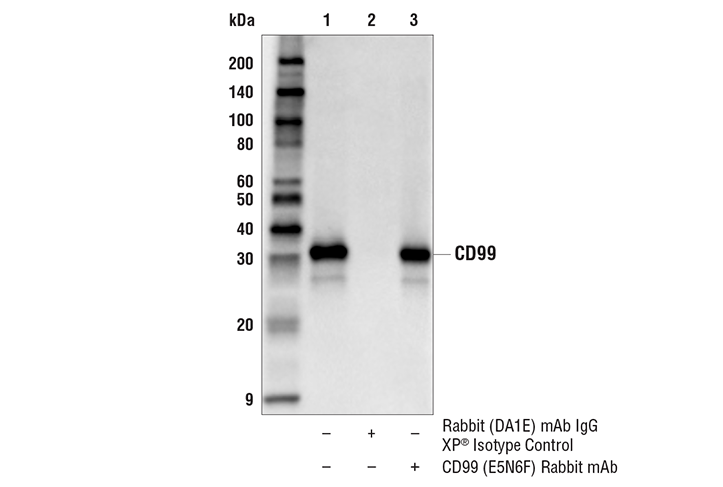 Immunoprecipitation Image 1: CD99 (E5N6F) Rabbit mAb