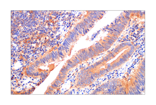 Immunohistochemistry Image 2: Src (36D10) Rabbit mAb (BSA and Azide Free)