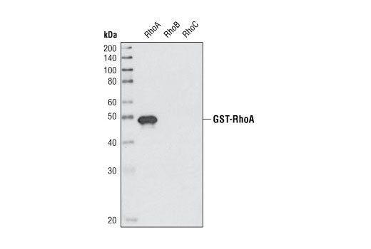  Image 9: Rho-GTPase Antibody Sampler Kit