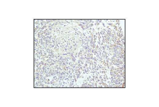 Immunohistochemistry Image 1: α-Tubulin (11H10) Rabbit mAb