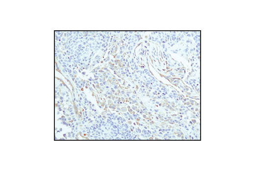 Immunohistochemistry Image 2: α-Tubulin (11H10) Rabbit mAb