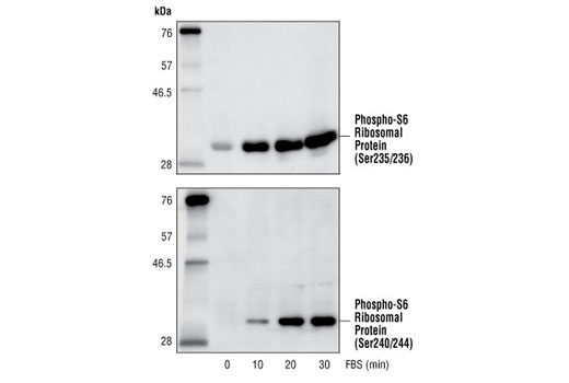 Western Blotting Image 1: Phospho-S6 Ribosomal Protein (Ser235/236) Antibody