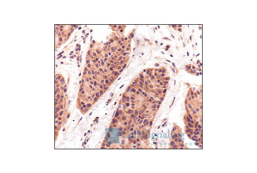 Immunohistochemistry Image 5: S6 Ribosomal Protein (5G10) Rabbit mAb (BSA and Azide Free)