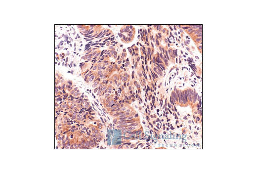 Immunohistochemistry Image 2: S6 Ribosomal Protein (5G10) Rabbit mAb (BSA and Azide Free)