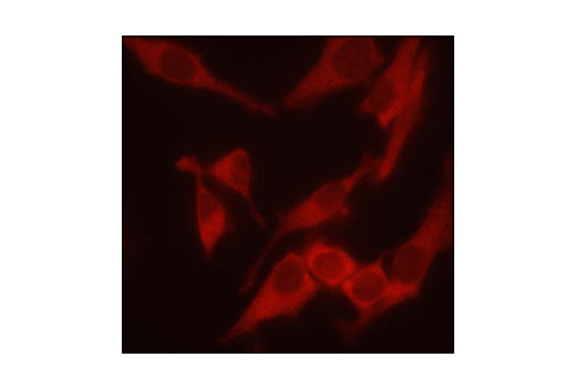 Immunofluorescence Image 1: Aven Antibody