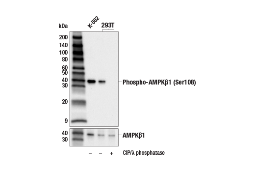 Western Blotting Image 1: Phospho-AMPKβ1 (Ser108) (E8N3N) Rabbit mAb