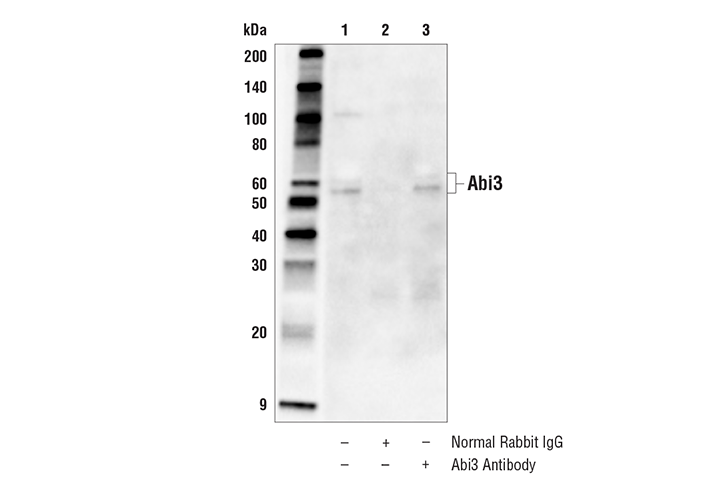 Immunoprecipitation Image 1: Abi3 Antibody