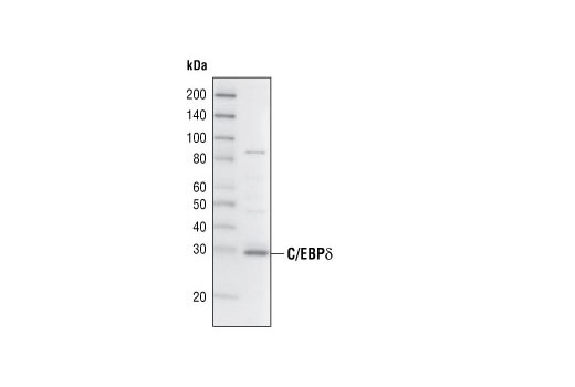  Image 1: C/EBP Antibody Sampler Kit