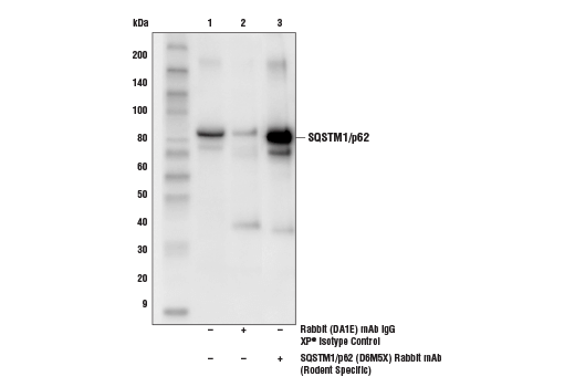  Image 32: Mouse Reactive Cell Death and Autophagy Antibody Sampler Kit