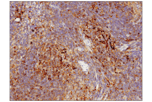 Image 44: Mouse Reactive Cell Death and Autophagy Antibody Sampler Kit