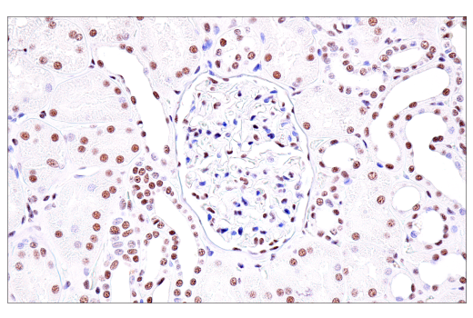 Immunohistochemistry Image 7: USP39 (E8U2M) Rabbit mAb