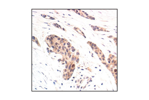 Immunohistochemistry Image 2: Phospho-MEK1/2 (Ser221) (166F8) Rabbit mAb