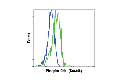  Image 24: Phospho-Chk1/2 Antibody Sampler Kit