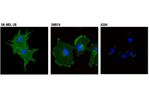 Immunofluorescence Image 1: Na,K-ATPase α1 (D4Y7E) Rabbit mAb