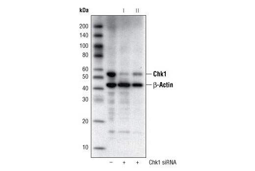  Image 7: PhosphoPlus® Chk1 (Ser317) Antibody Duet