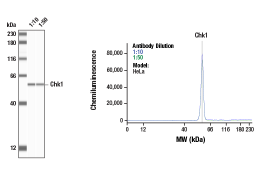  Image 2: Phospho-Chk1/2 Antibody Sampler Kit