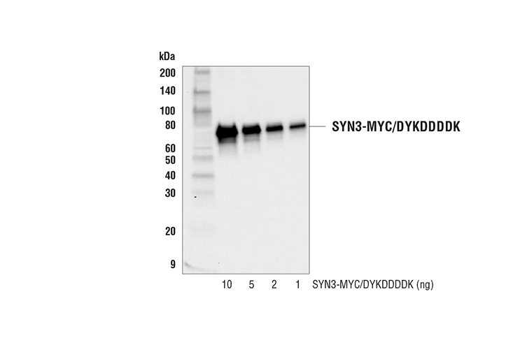 Western Blotting Image 2: DYKDDDDK Tag Antibody (Binds to same epitope as Sigma-Aldrich Anti-FLAG M2 antibody)