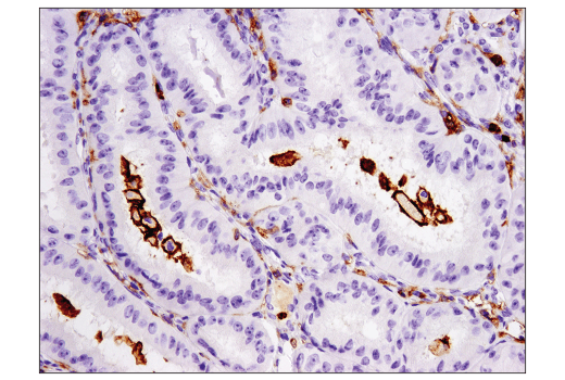 Immunohistochemistry Image 1: CD11b/ITGAM (D6X1N) Rabbit mAb (BSA and Azide Free)