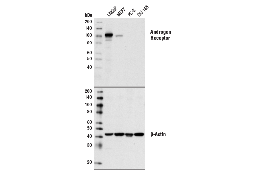 Western Blotting Image 1: Androgen Receptor (D6F11) XP® Rabbit mAb (BSA and Azide Free)