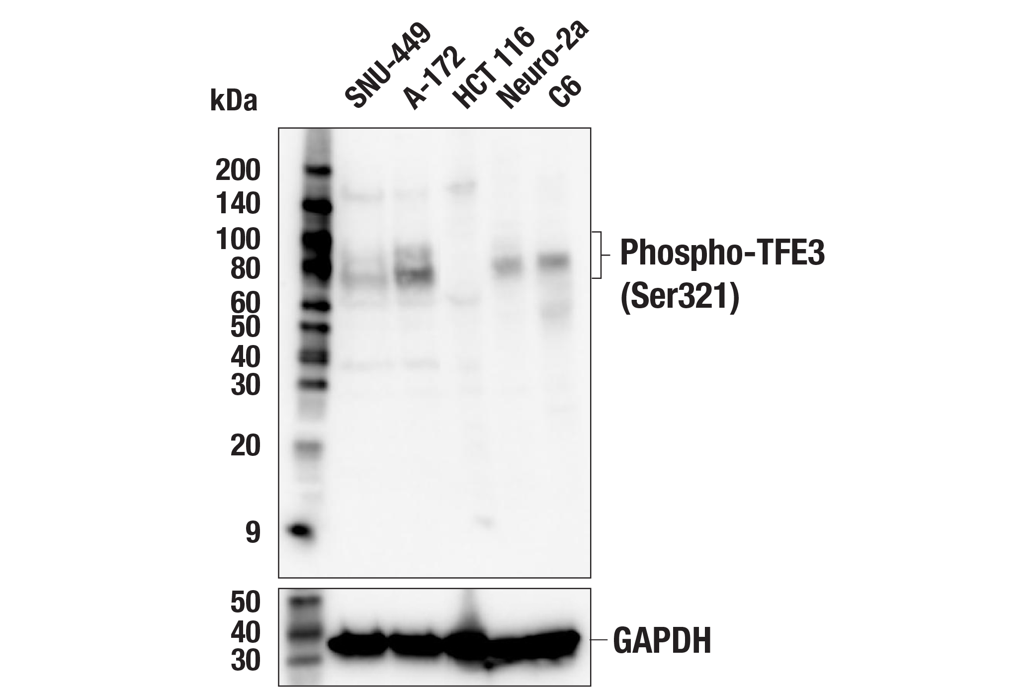 Western Blotting Image 2: Phospho-TFE3 (Ser321) Antibody
