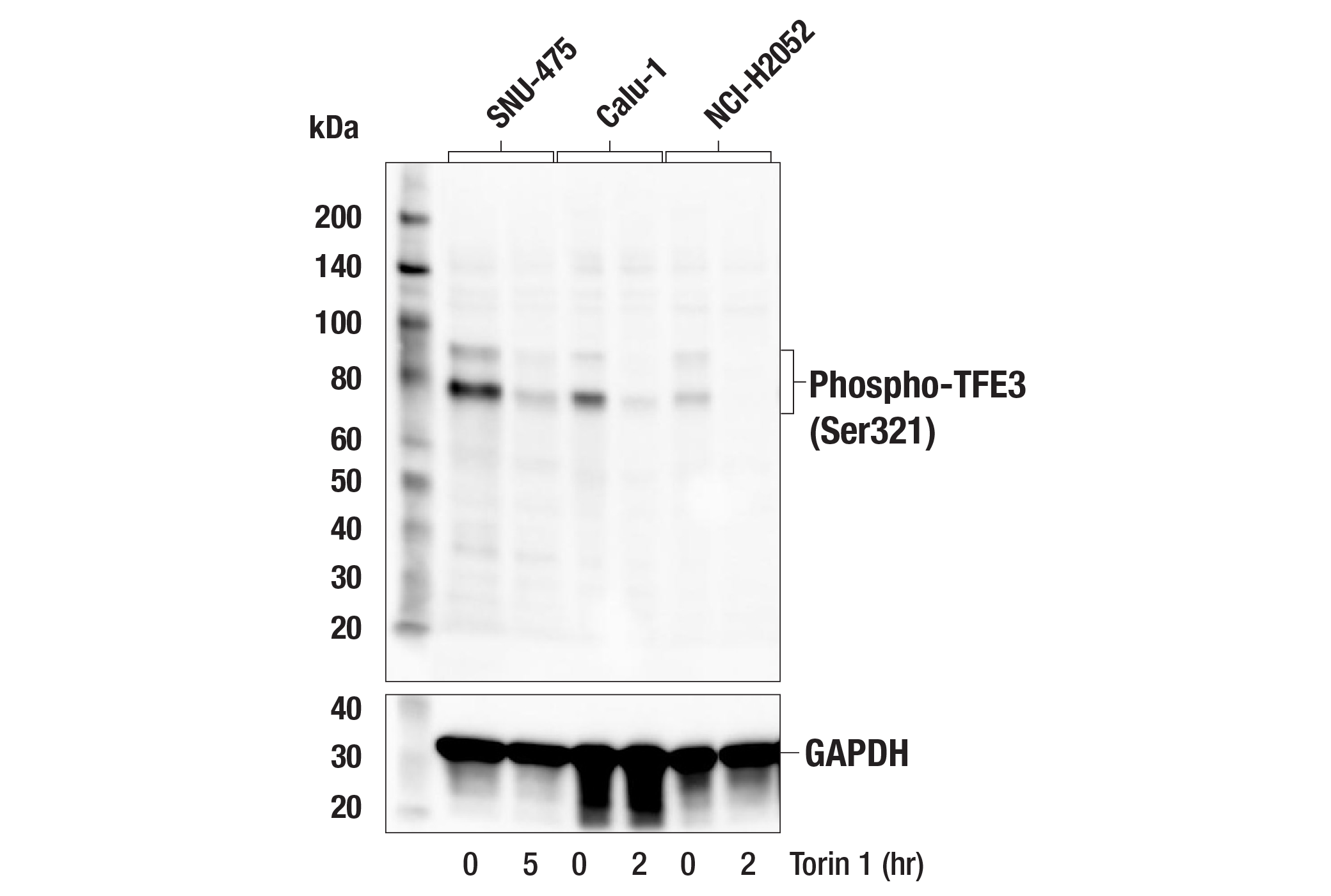 Western Blotting Image 1: Phospho-TFE3 (Ser321) Antibody
