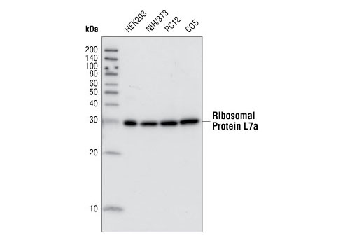 Western Blotting Image 1: Ribosomal Protein L7a (E109) Antibody