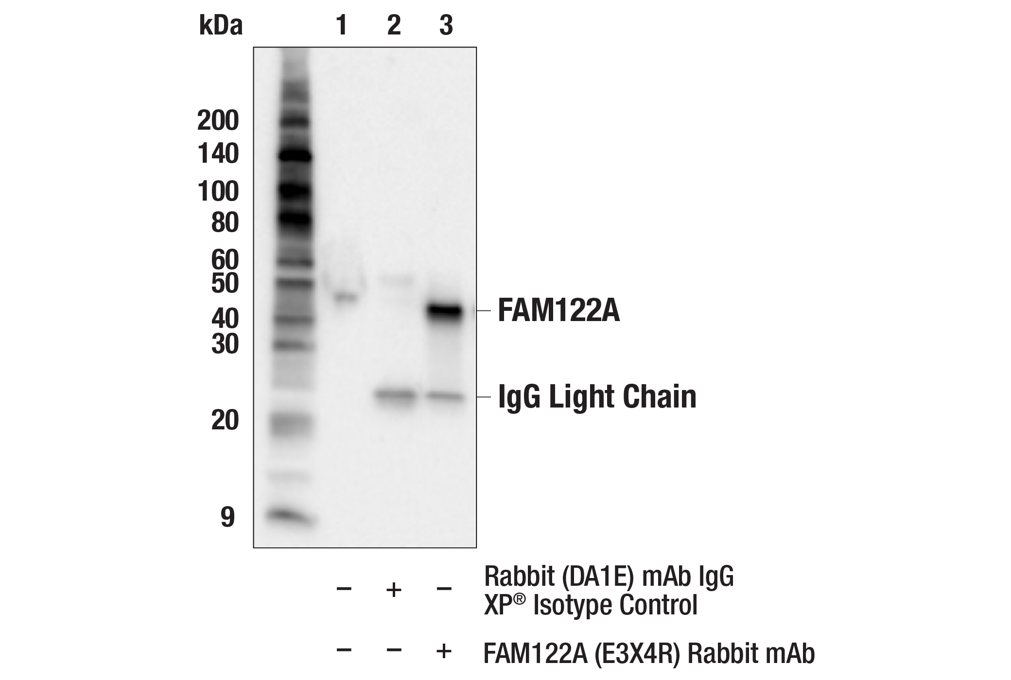 Immunoprecipitation Image 1: FAM122A (E3X4R) Rabbit mAb