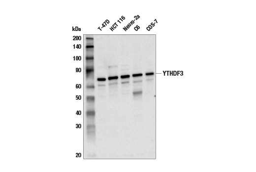 Western Blotting Image 2: YTHDF3 Antibody