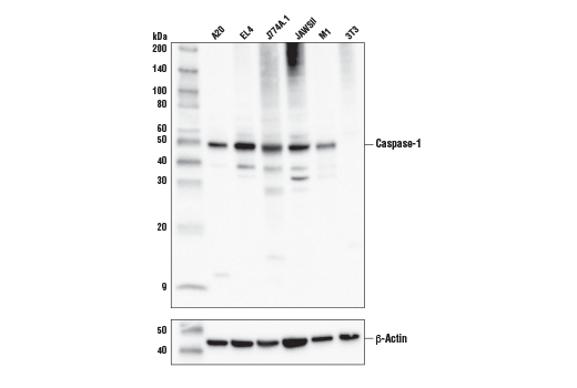  Image 4: Mouse Reactive Pyroptosis Antibody Sampler Kit