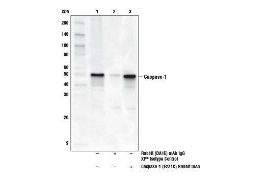 Immunoprecipitation Image 1: Caspase-1 (E2Z1C) Rabbit mAb
