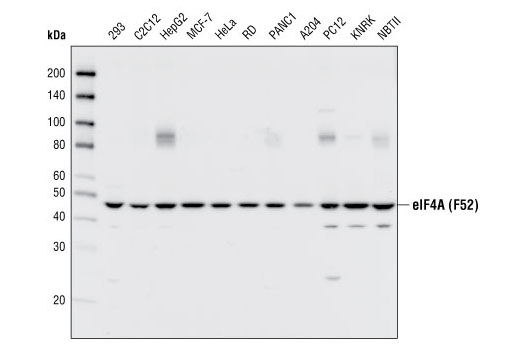 Western Blotting Image 1: eIF4A (F52) Antibody