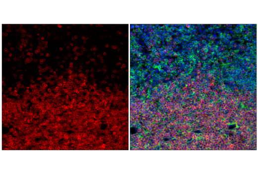 Immunofluorescence Image 1: CD3 (17A2) Rat mAb (APC Conjugate)