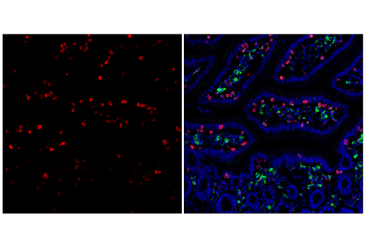 Immunofluorescence Image 2: CD3 (17A2) Rat mAb (APC Conjugate)