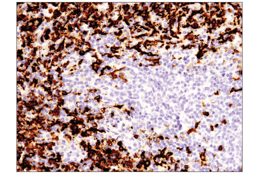 Immunohistochemistry Image 5: CD16 (D1N9L) Rabbit mAb