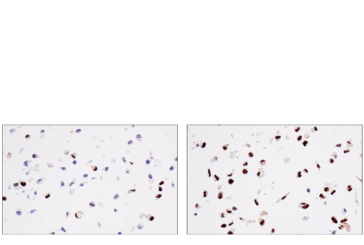 Immunohistochemistry Image 3: Phospho-ATF-2 (Thr71)/ATF-7 (Thr53) Antibody