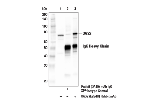 Immunoprecipitation Image 1: OAS2 (E2G4K) Rabbit mAb
