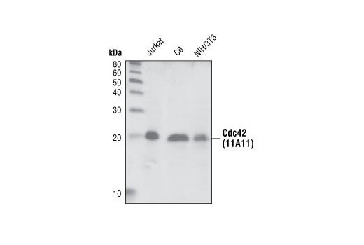  Image 5: Rho-GTPase Antibody Sampler Kit