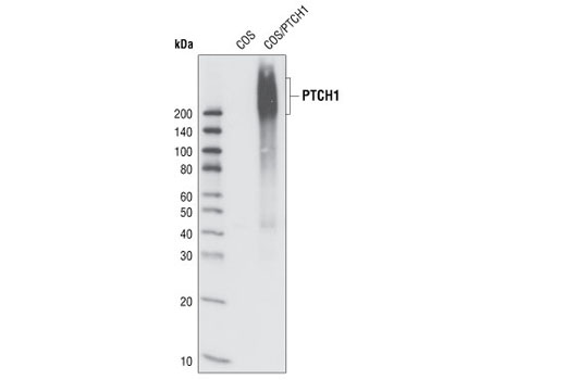 Western Blotting Image 1: PTCH1 (C53A3) Rabbit mAb