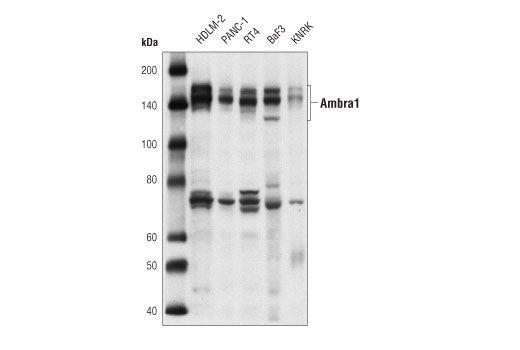 Western Blotting Image 1: Ambra1 Antibody
