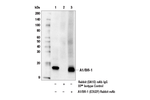 Immunoprecipitation Image 1: A1/Bfl-1 (E3U2F) Rabbit mAb