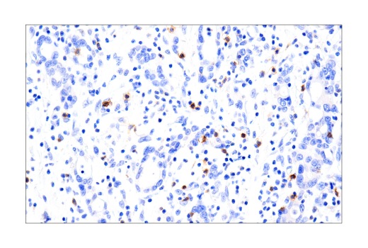 Immunohistochemistry Image 6: B3GAT1 (NK-1) Mouse mAb