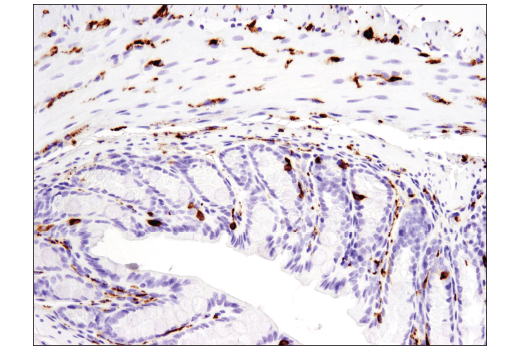 Immunohistochemistry Image 3: Synaptophysin (D8F6H) XP® Rabbit mAb (BSA and Azide Free)