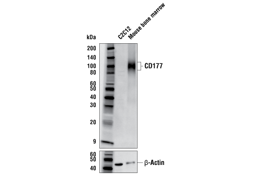 Western Blotting Image 1: CD177 Antibody