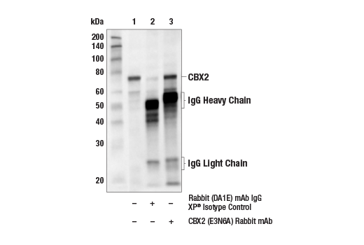 Immunoprecipitation Image 1: CBX2 (E3N6A) Rabbit mAb